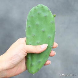 网纹草浇水后如何避免积水导致烂根