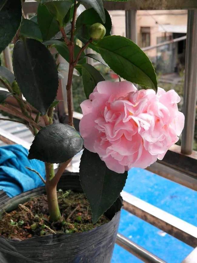 金边瑞香——喜酸的小清新