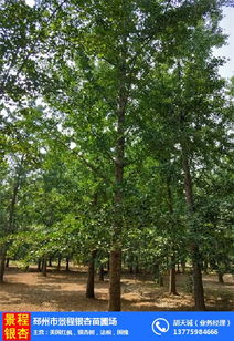 银杏树苗圃园林基地的生机