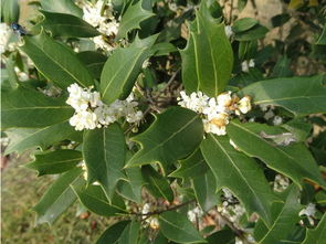 切叶蜂， 叶子的小偷