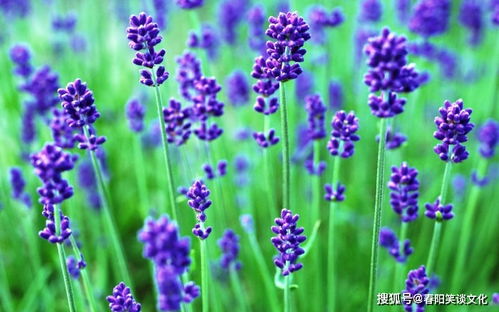 薰衣草之美究竟蕴含着哪些丰富的文化内涵和自然奥秘