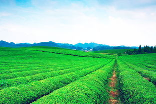 耐阴草种推荐：黑麦草