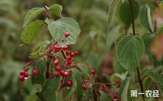 五味子种子发芽时间揭秘