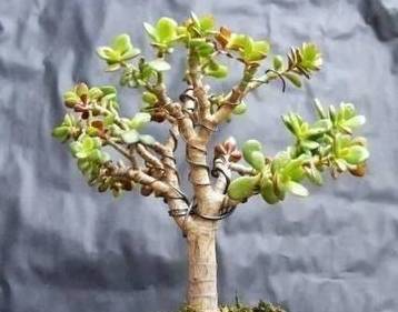 桂花养成老桩盆景，如何修剪才能形成独特造型