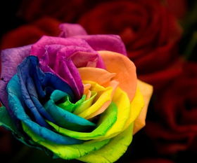 彩色玫瑰：如何养出鲜艳色彩