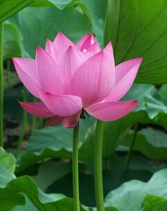 睡莲不发芽的疑惑