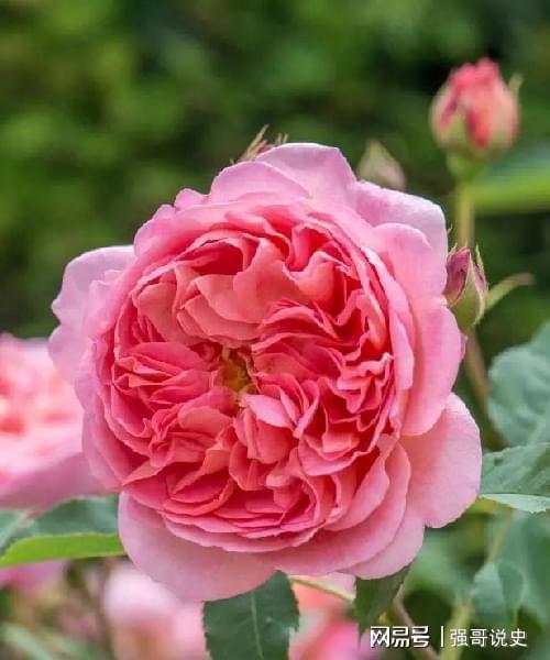 寻找那迷人的香气——月季品种推荐