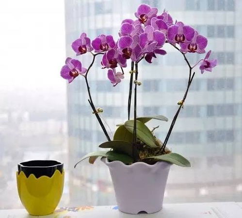 大盆蝴蝶兰价格揭秘：行情为何如此迷离？