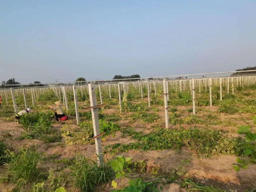 省钱妙招， 贫瘠地种花的省钱办法