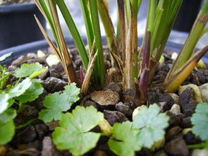 “韭兰花在哪个季节种植最为适宜，具体是几月份种植最好