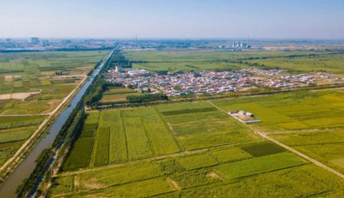 河北武安、 安国与江苏沭阳皂角种子价格洼地对比