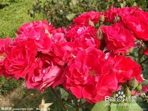 花径、 香味和株高：全方位了解扇子月季