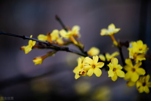 圣诞香松养殖指南：如何养护你的节日绿意？