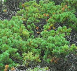 橡树种子育苗的趣味之旅