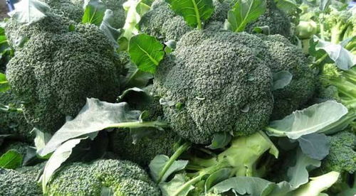 西兰花种植的最佳时间和整个生长周期是多久