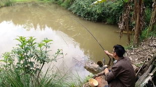 鱼塘打药后的喂食问题