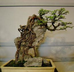 附石式盆景：树木与山石的完美结合