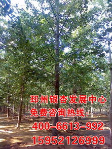 20公分银杏树的价格探秘：价格怎样，养护有何讲究？