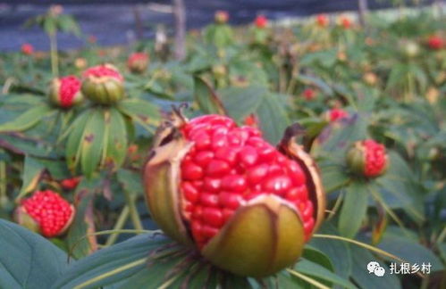 冰冻处理，如何进行？