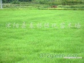 小个子冠军：青海冷地早熟禾