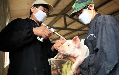 仔猪脱水怎么办？急救一招，成活率Neng大幅提升吗？