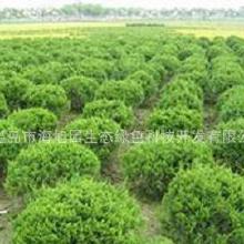 球类苗木的多样性与应用