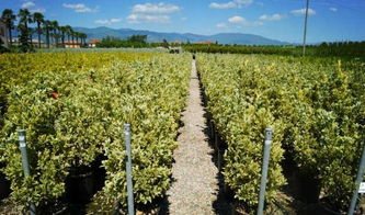 橡树苗长势缓慢，怎么办？