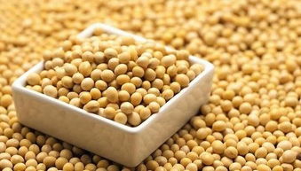 蚕豆和大豆是否相同，这个问题涉及到豆科植物分类和特征