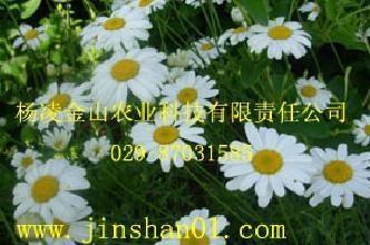 个人观点：撒播还是育苗，堪你的需求