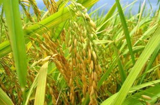 水稻喷施磷酸二氢钾技巧：最佳时间、用量及注意事项！