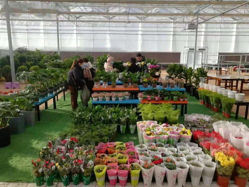 鲜花批发市场哪家强？便宜好货就来这里找