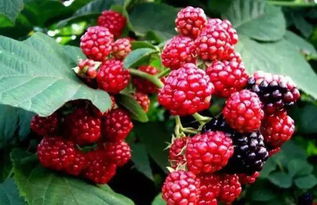 扫树莓的花叫什么名字？