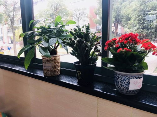 为什么要在校园门口种花呢？