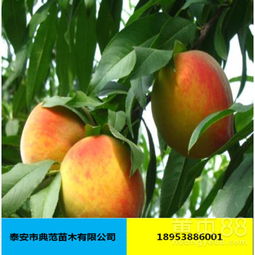 黄桃育苗技巧，助果树健康成长