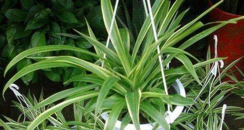 每隔十天转动一次花盆， 叶片均匀见光