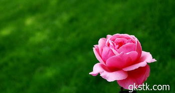 嫁接月季， 先来了解下嫁接月季的几种方法吧