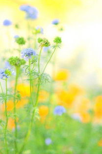 探索自然之美：花草识别视频的视觉指南