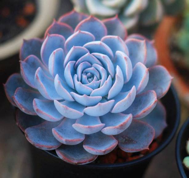 4. 多肉植物的惊喜