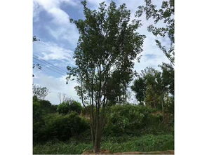 丛生苗，创新与收入的双重收获