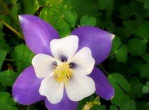 耧斗花的多样品种