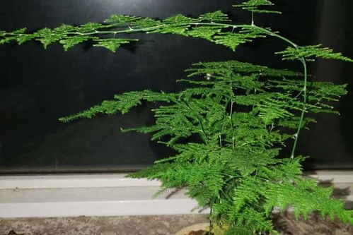 文竹在风水中的象征意义是什么？它如何影响家居环境的吉凶