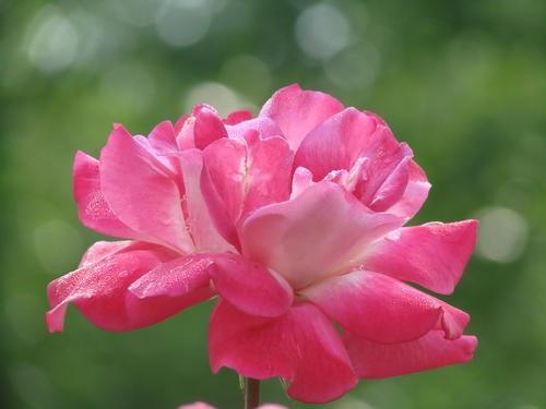 花材的奇妙空间