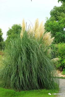 北方南方种植哪种草高大种一次嫩收几年，亩省2.6万成本实操手册推荐？