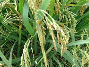 每亩用量，怎么算？