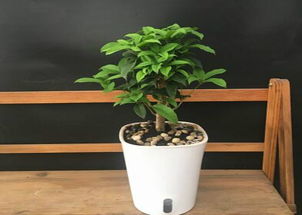 猪粪如何处理才能养桂花？
