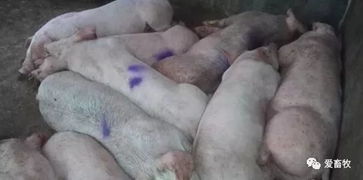 猪深部输精有哪些关键细节和实操方法？