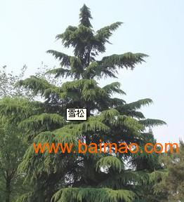 雪松树苗价格：大小不一， 价格不同