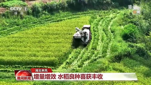 于都茶油基地：揭秘最佳季节种植茶油树苗，助您丰收！