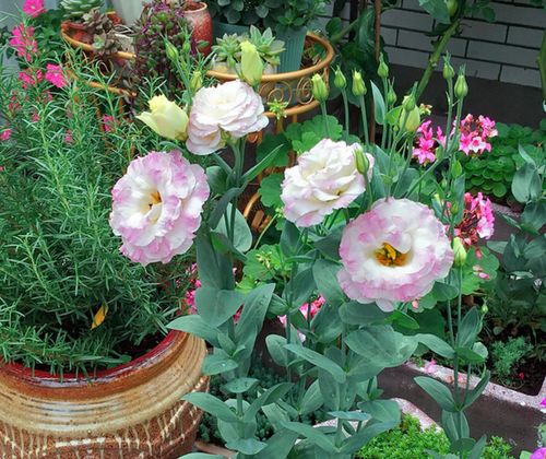 六七月份高温季，花草如何存活率高？秘诀揭秘！