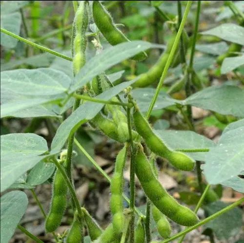 大豆开花期农药使用影响探讨